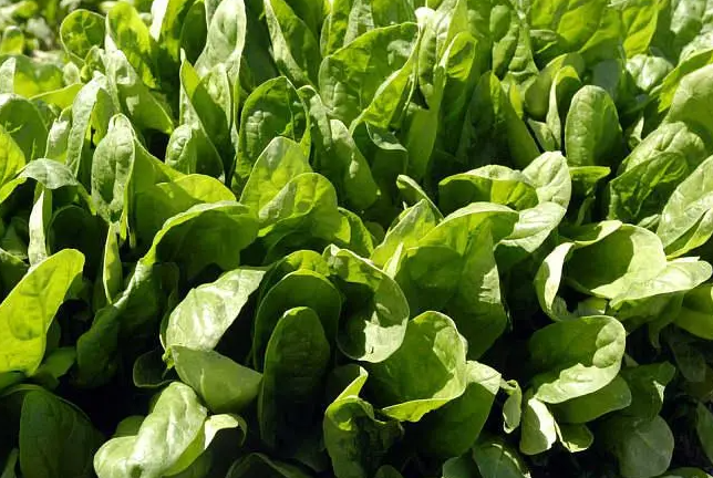 秋天阳台适合种什么菜