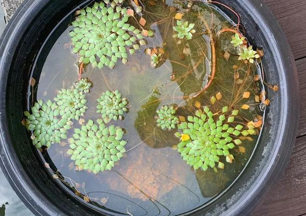 什么花适合种坛子里