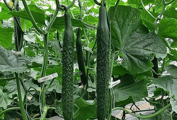 7月适合种什么蔬菜