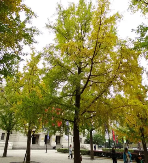 什么树适合种在广场