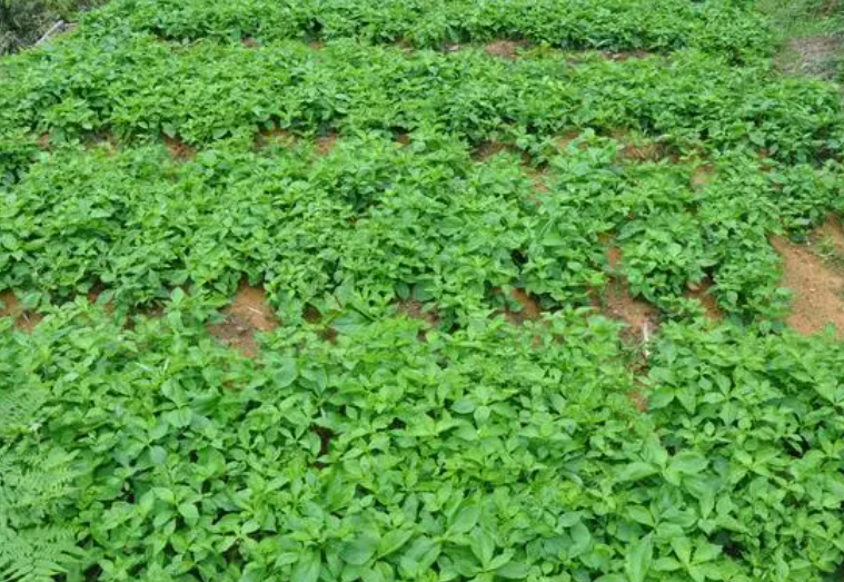 在贵州适合种什么药材