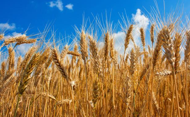 北方地区适合种什么