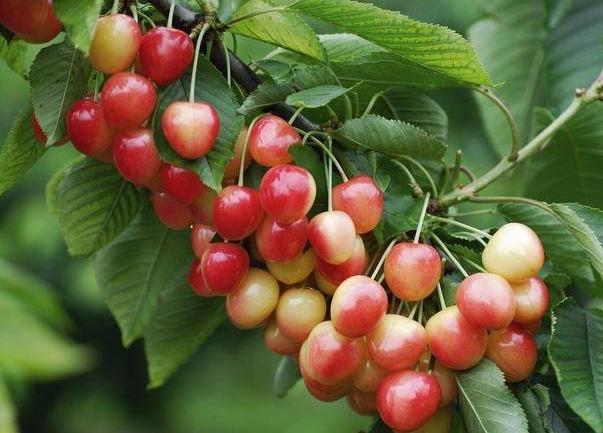 4月适合种什么水果