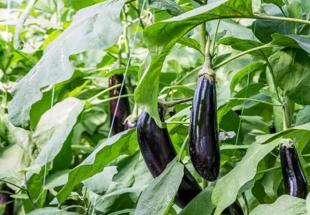 8月份适合种什么