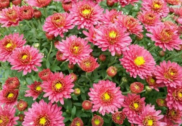 九月份适合种什么