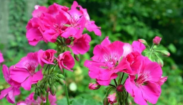 五月份适合种什么