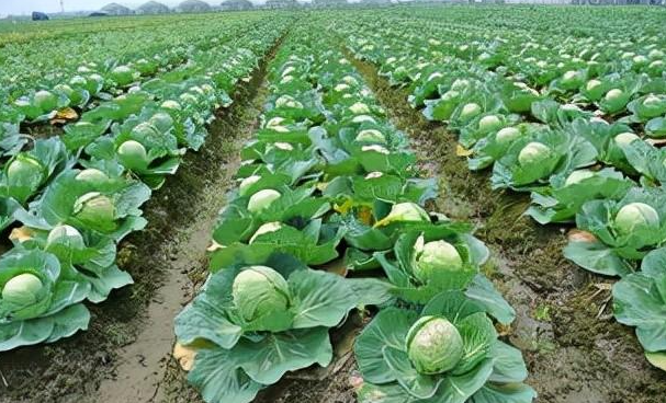 十月份适合种什么