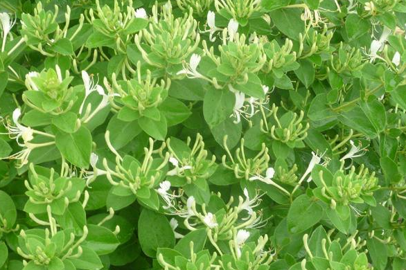 江西种适合种什么药材