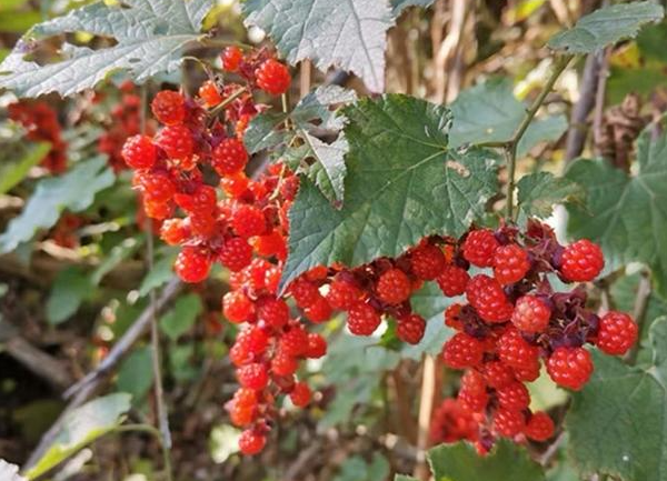 山里适合种什么