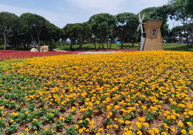 珠海适合种什么