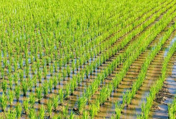 农田适合种什么