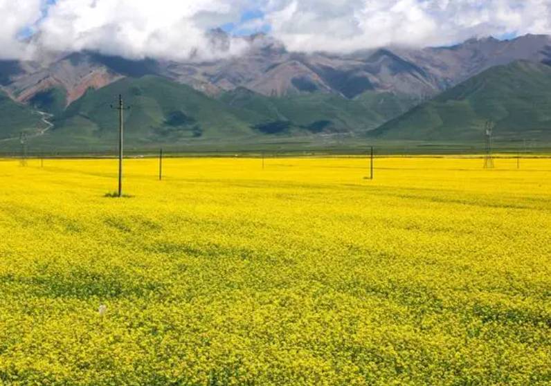 青海适合种什么