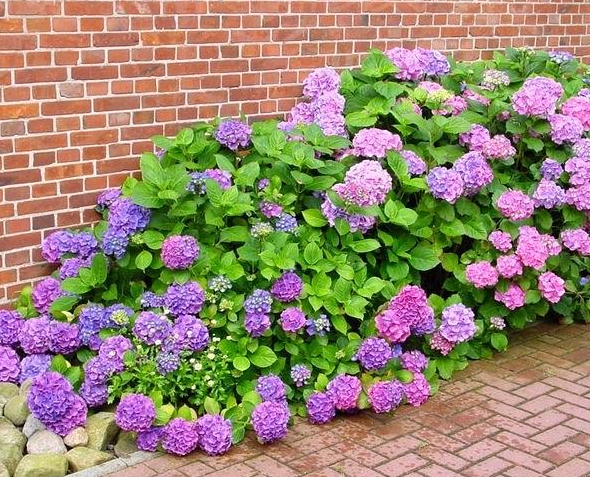 花园适合种什么植物