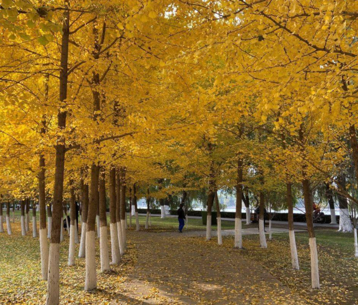 沈阳适合种什么树