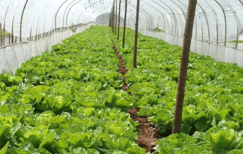 大棚适合种什么蔬菜