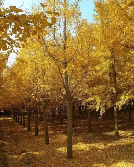 山东适合种什么树