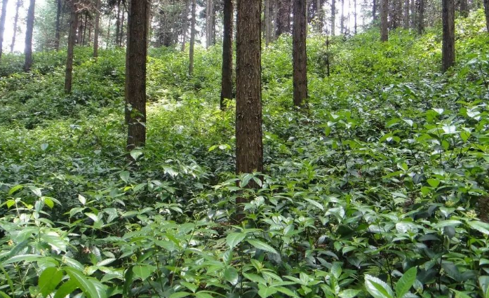 树下适合种什么药材