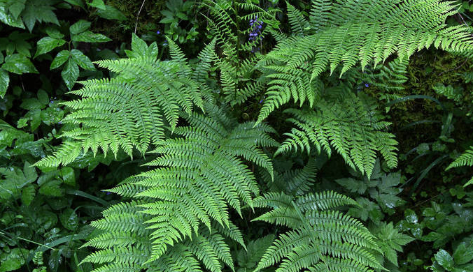 松树下适合种什么