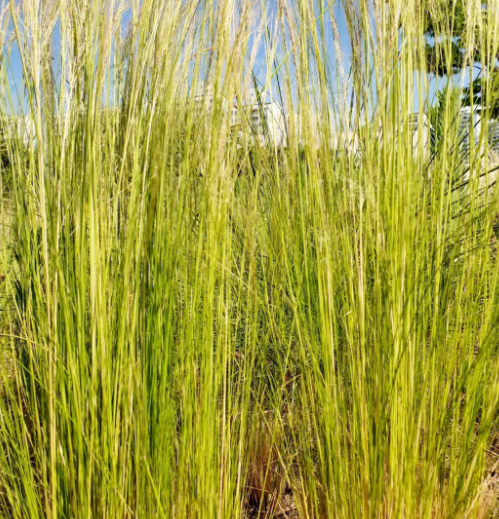 湖南适合种什么草