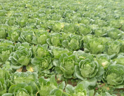 东北适合种什么菜