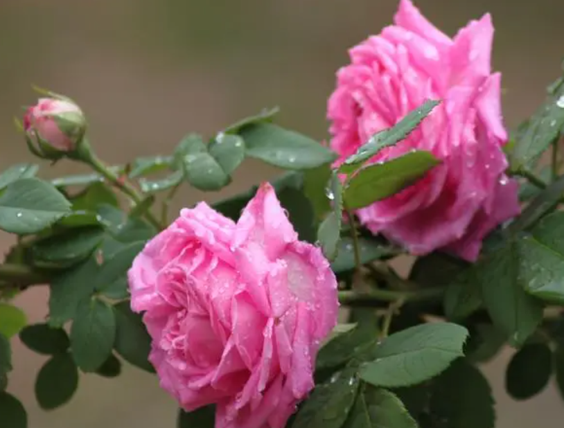 陕西适合种什么花