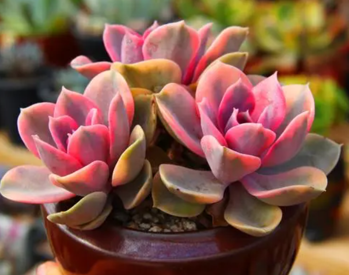 加仑盆适合种什么