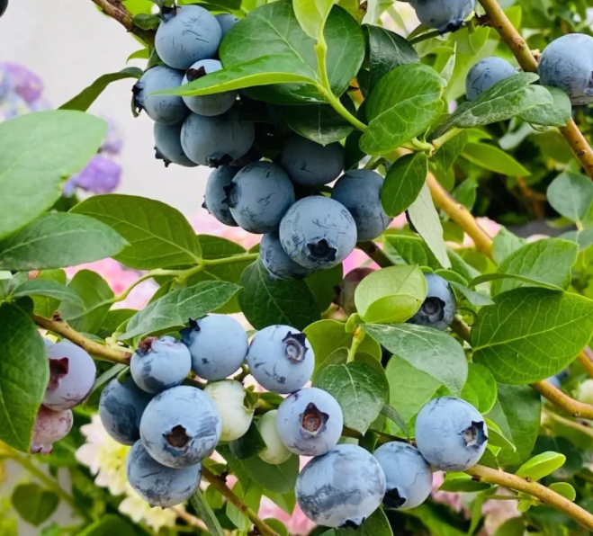 紫土适合种什么