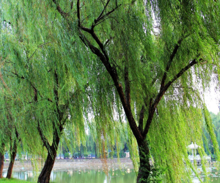 平原适合种什么树