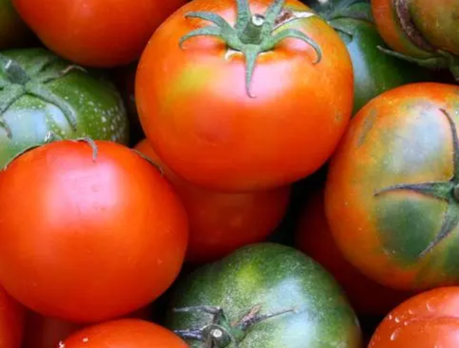 什么植物适合夏天种