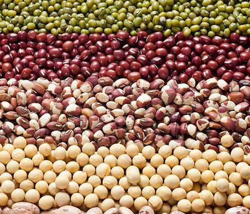 玉米收后适合种什么