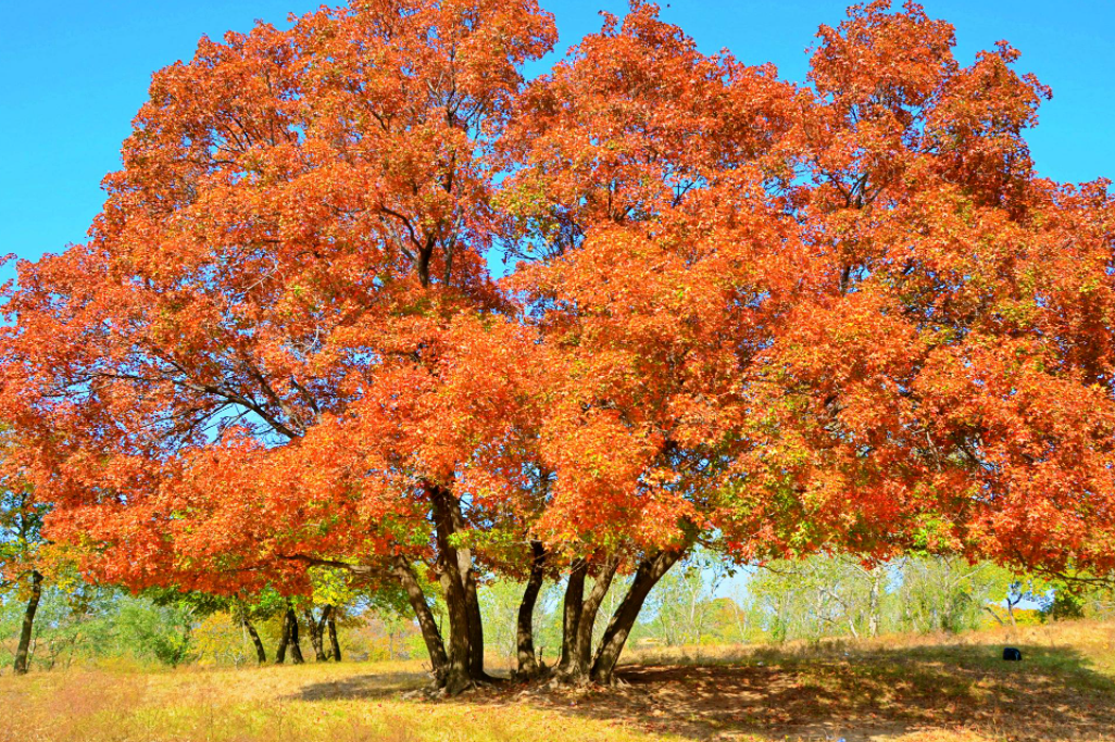 什么树适合种在院里