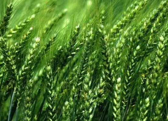 现在最适合种什么