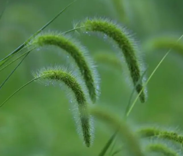糖水铺适合种什么草