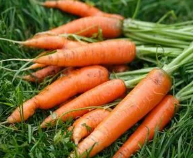 秋冬季适合种什么菜