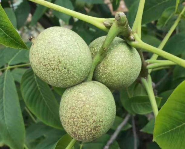 核桃树下适合种什么