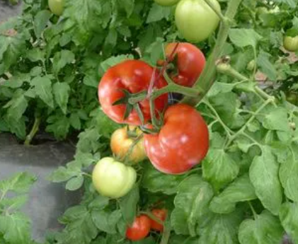 7月份适合种什么蔬菜