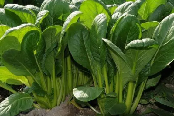 3月份适合种什么菜