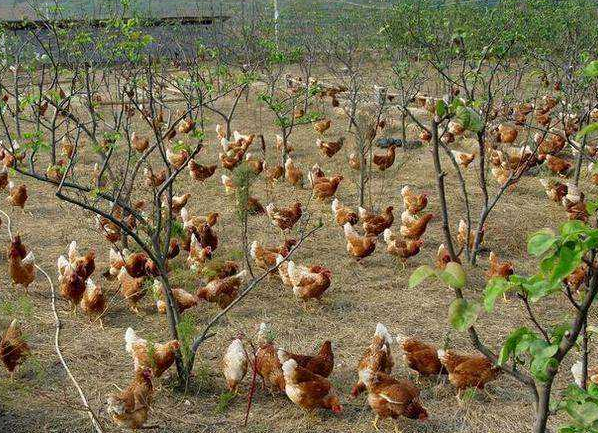 鸡场适合种什么