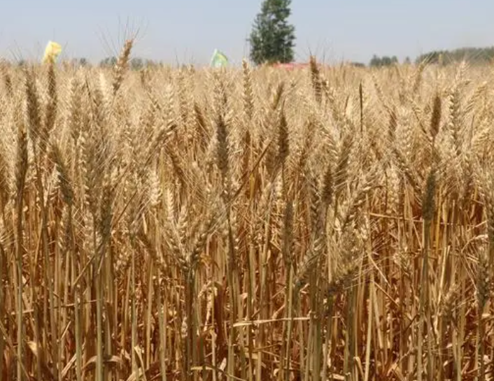 济宁适合种什么