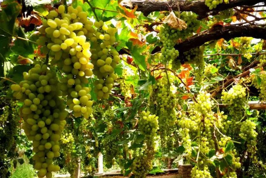 吐鲁番适合种什么