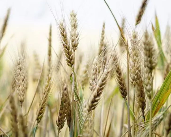 保定适合种什么