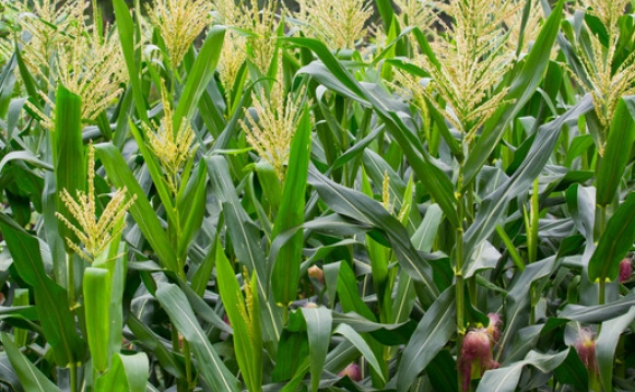 中部适合种什么