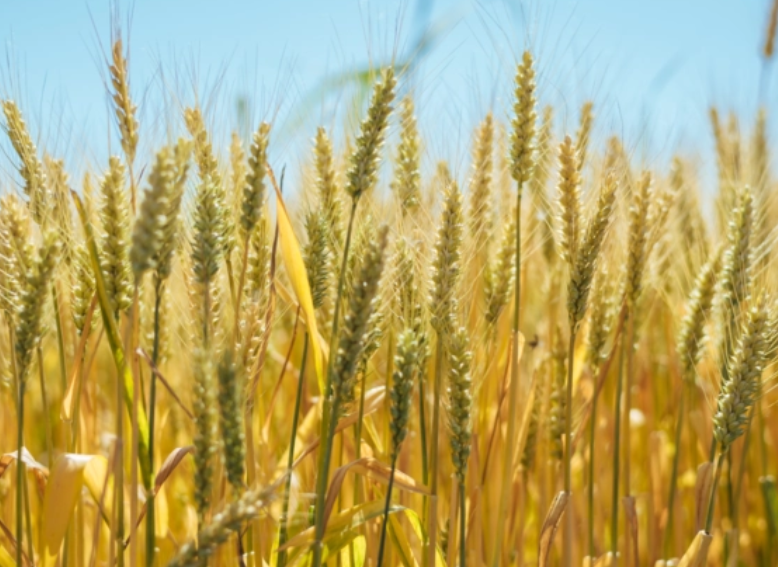 大同适合种什么