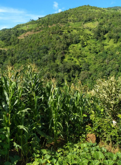 大山适合种什么