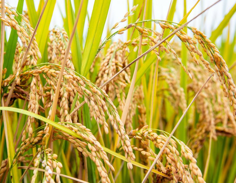 益阳适合种什么