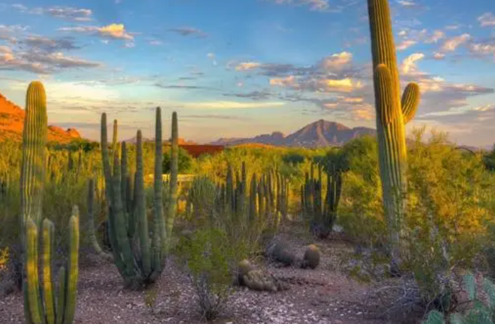 砂质土壤适合种什么