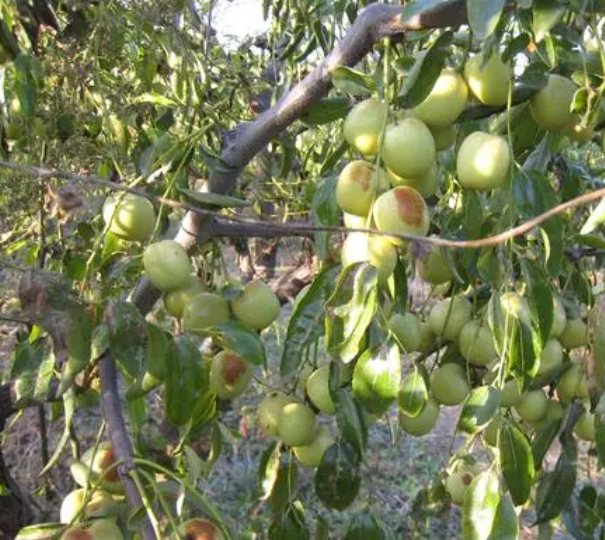 沙土适合种什么果树