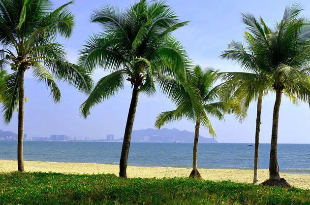 海边适合种什么树