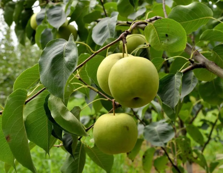 江苏适合种什么果树