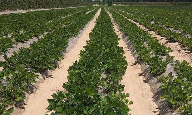 沙地适合种什么作物